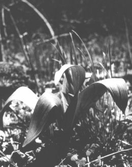 8904moda.jpg (18951 bytes)